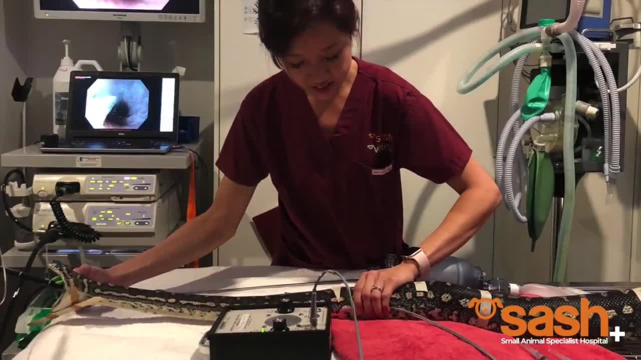 Vets Extract Beach Towel After Python Swallows It Whole