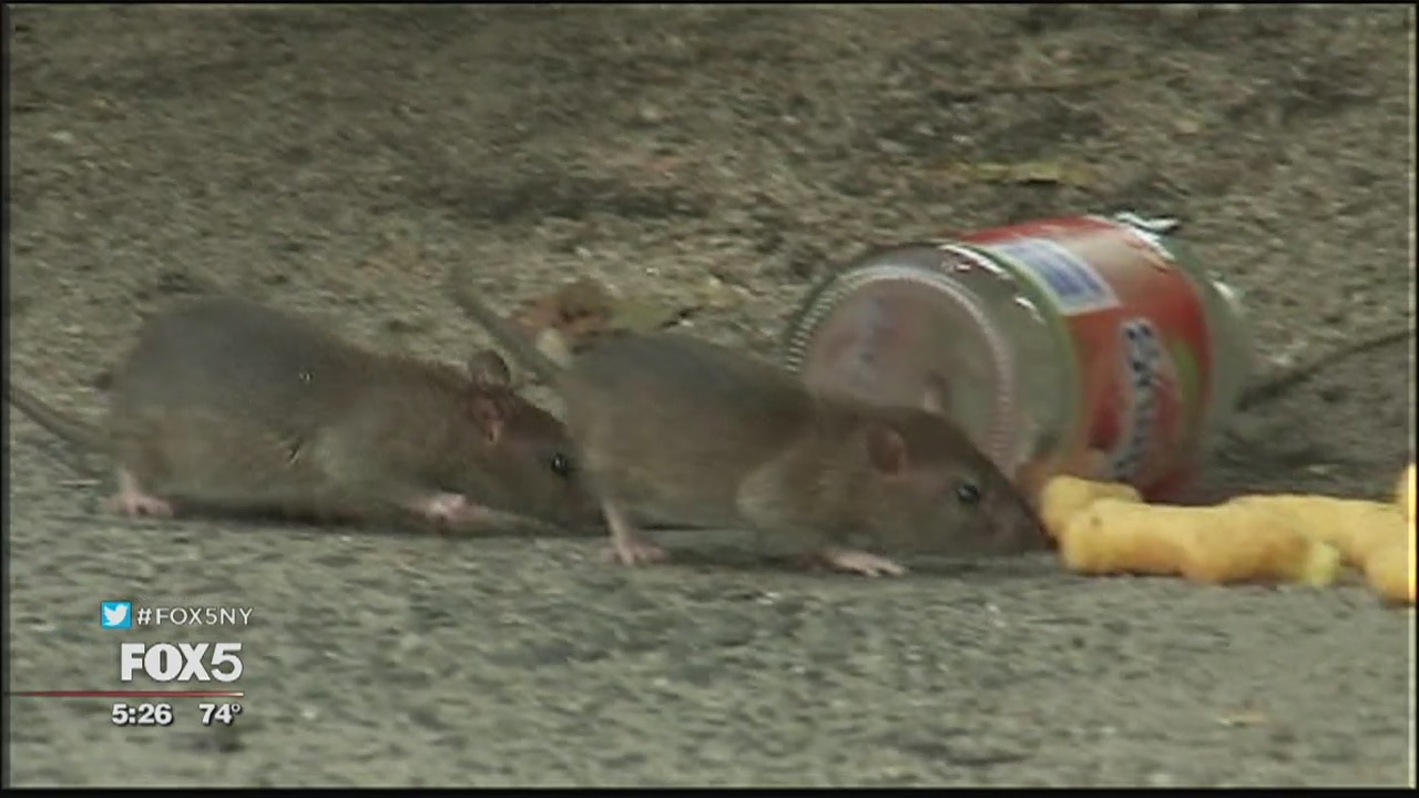 Rats overrun parks
