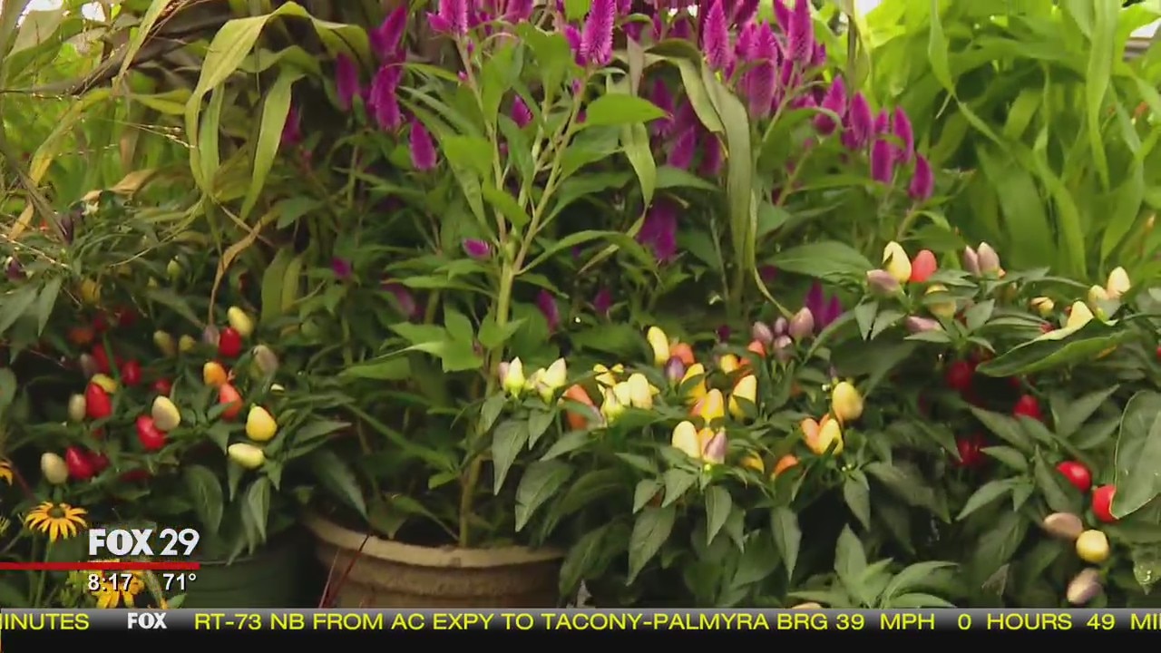 What plants should you stock up on this fall?