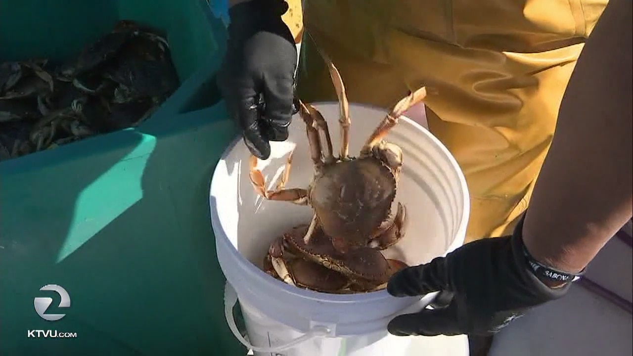 California crab fisheries to close early to protect whales