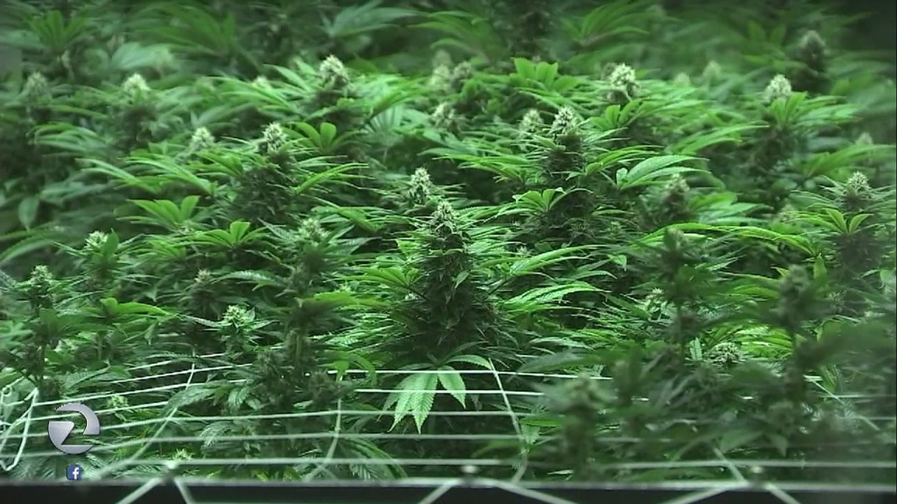 Cannabis recall