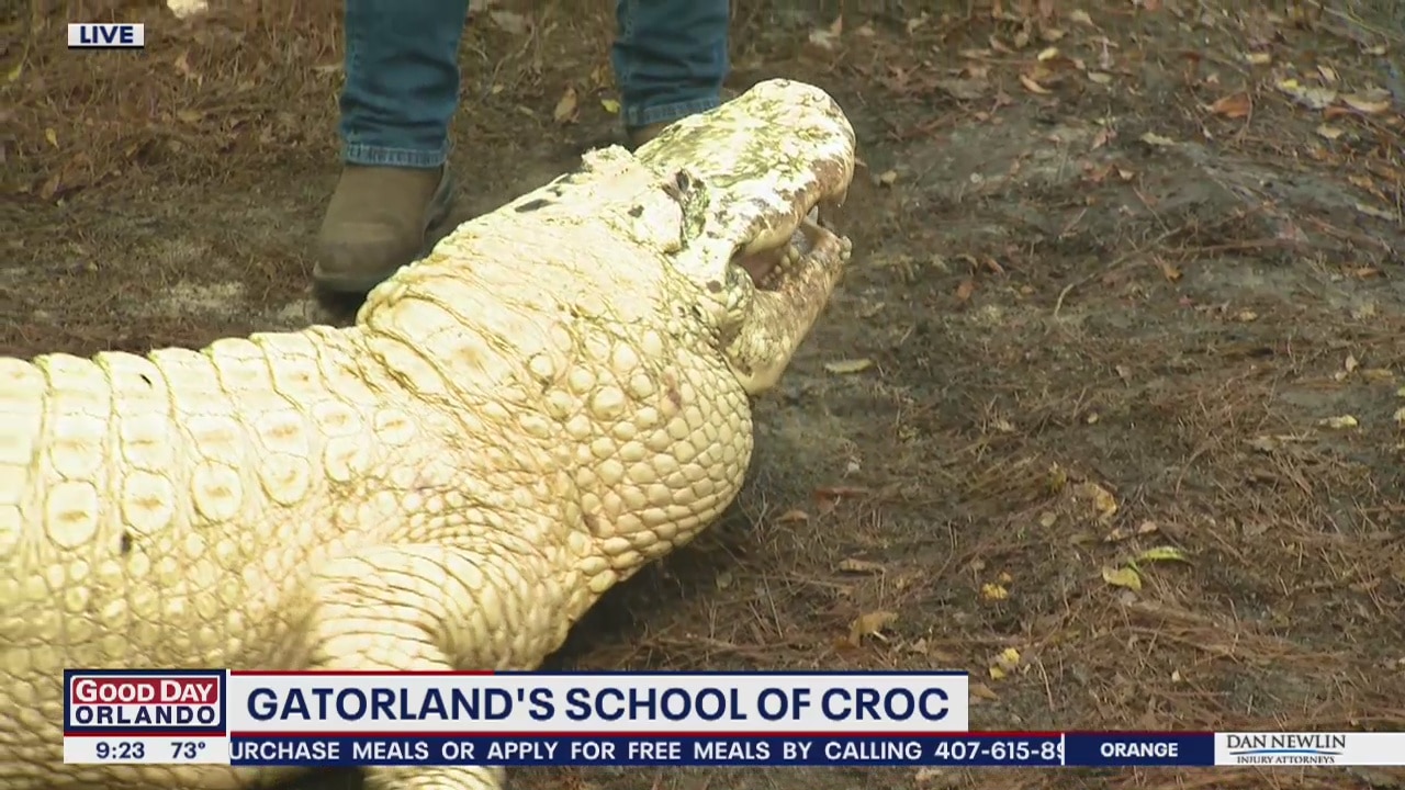 David Does It: Gatorland's School of Croc