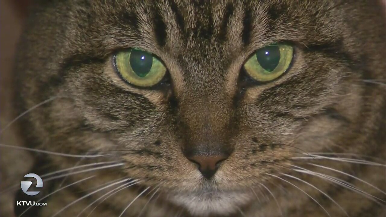 Return of rain cause for cat rescuer concerns in the North Bay