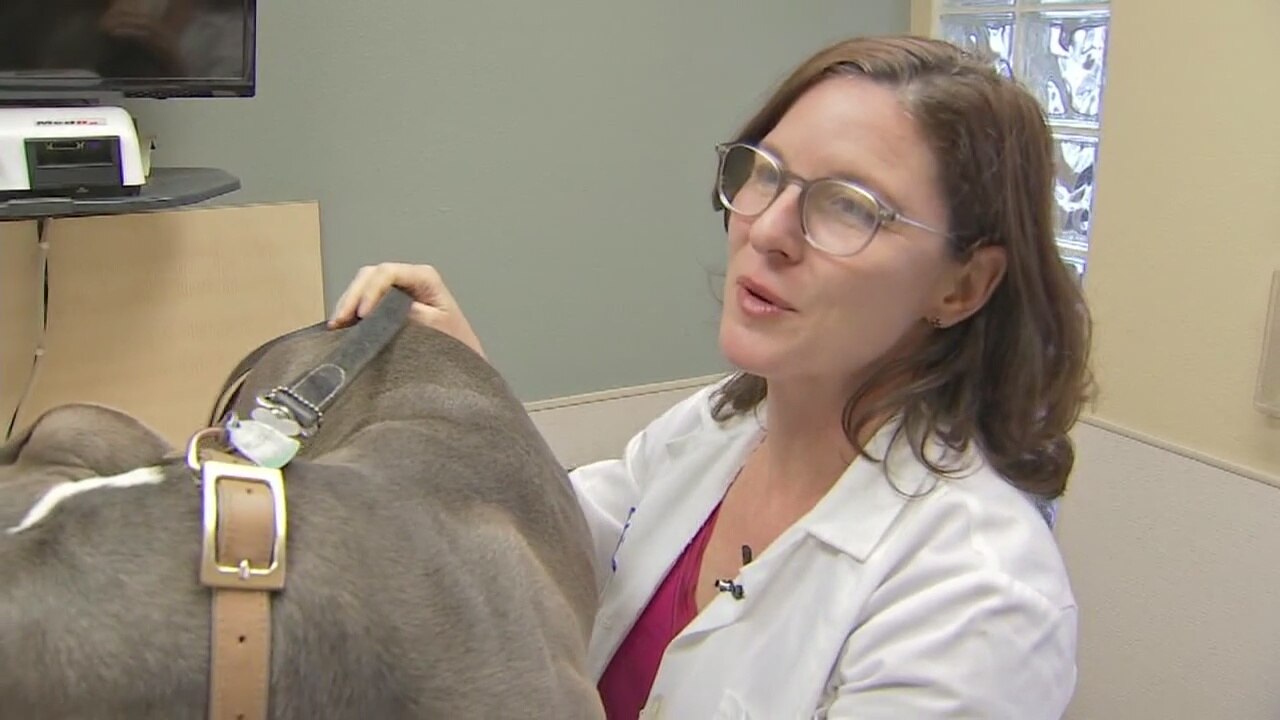 Confirmed cases of highly contagious dog flu in the Bay Area