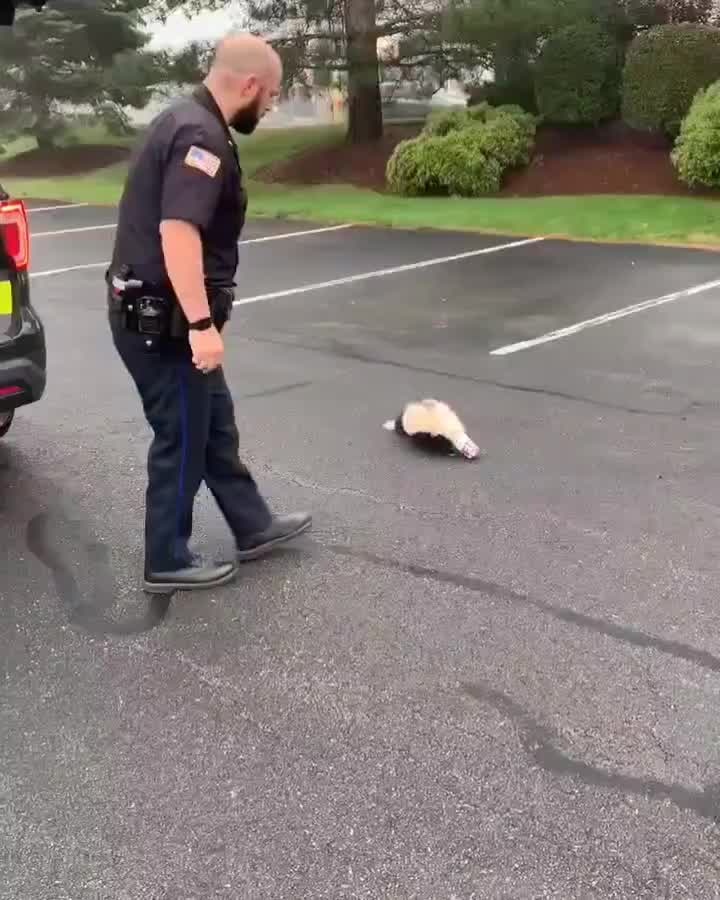Officer helps skunk in need