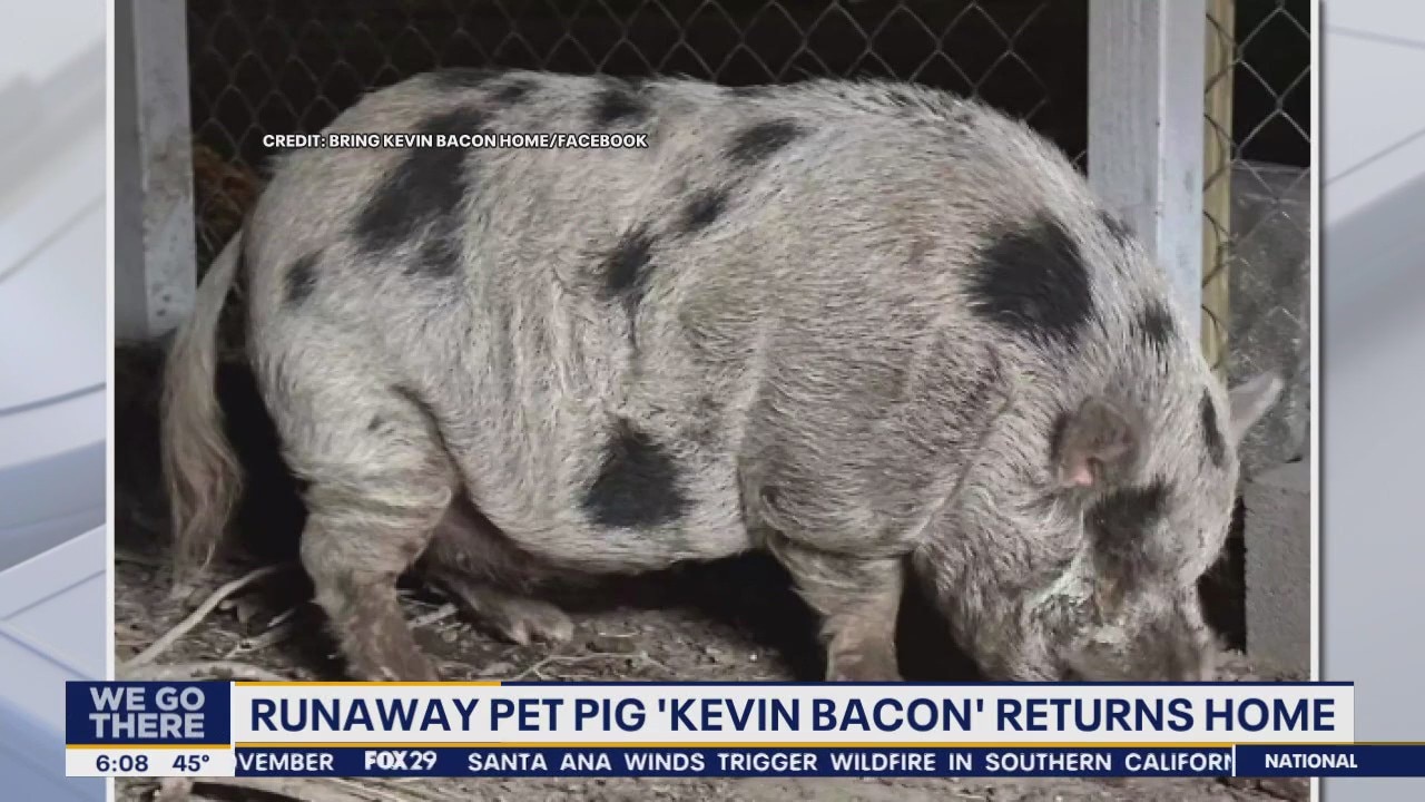 Runaway pet pig 'Kevin Bacon' returns home