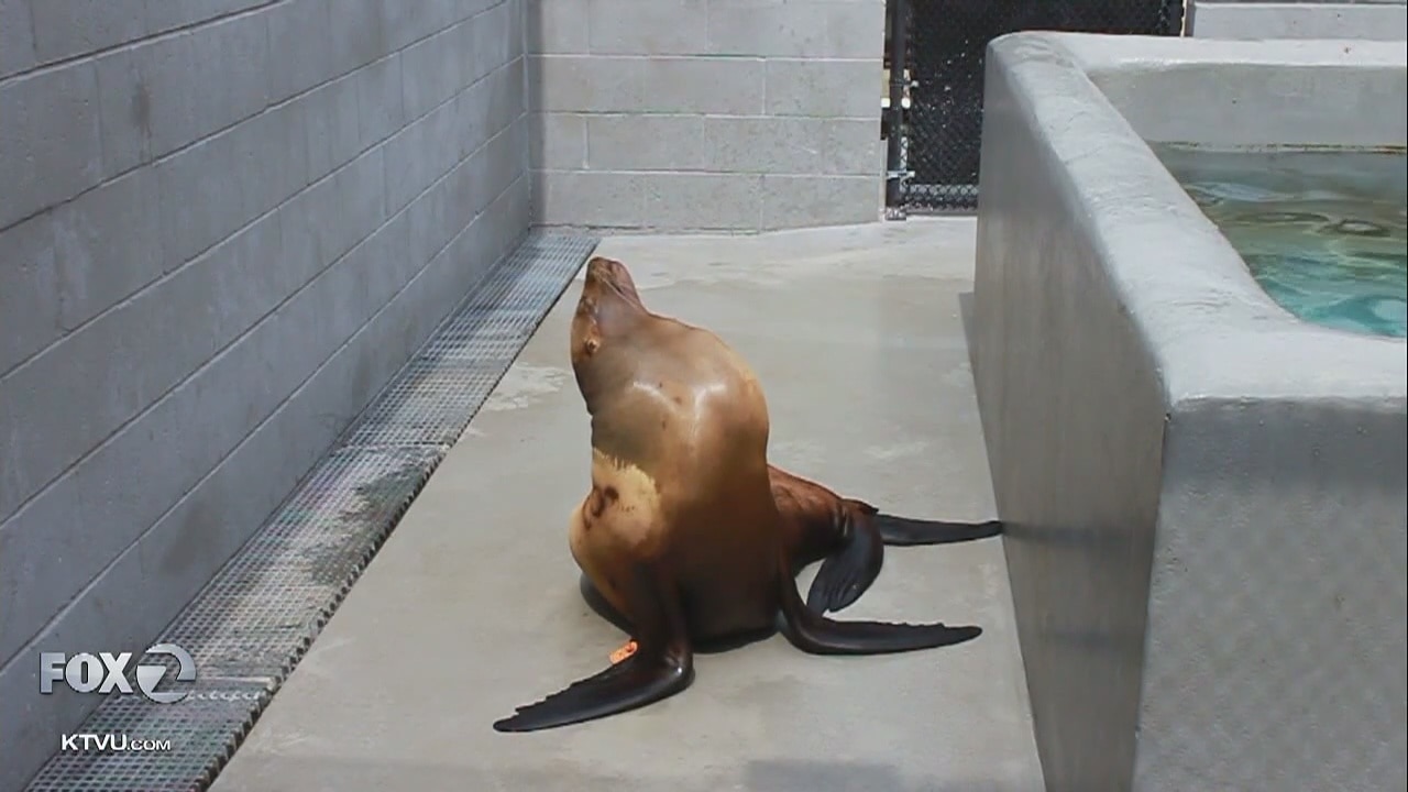 Uptick in sea lions sickened by domoic acid