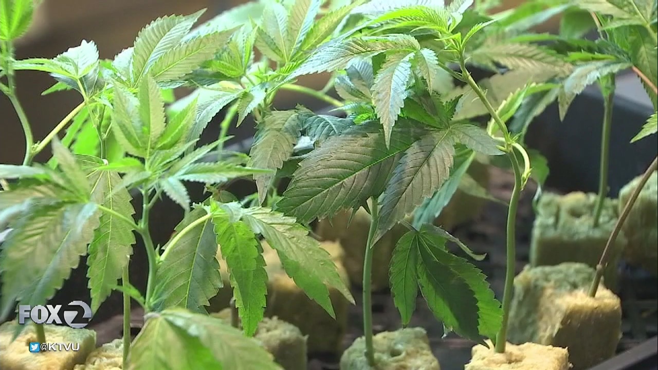 Legal marijuana threatened