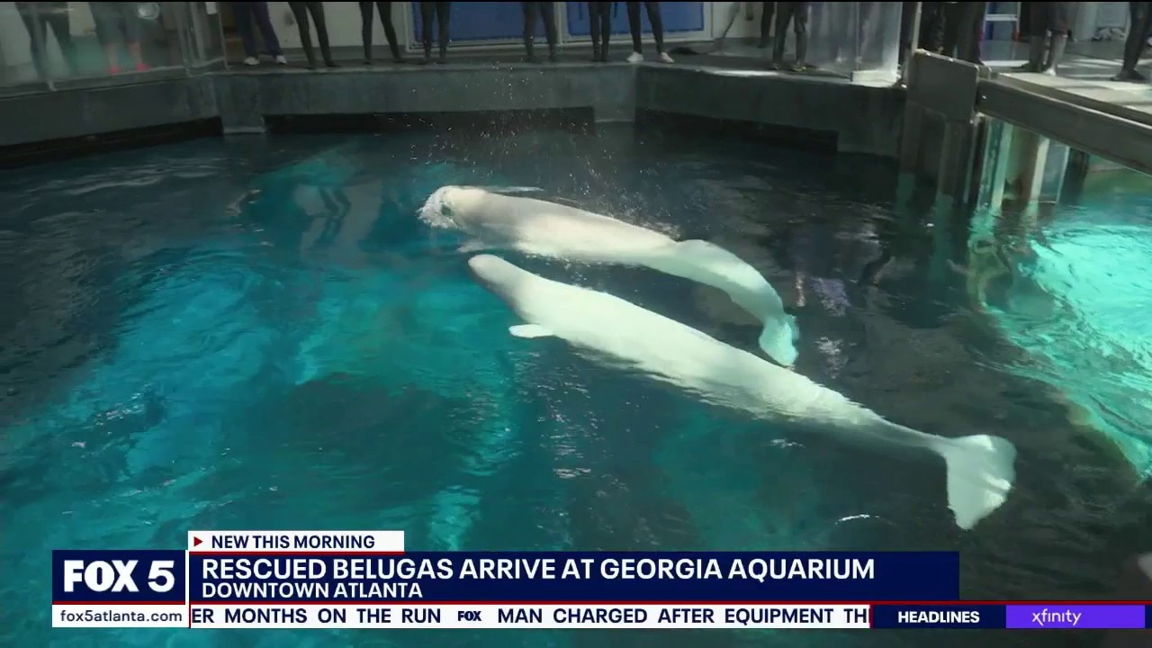 Rescued Belugas arrive at Georgia Aquarium