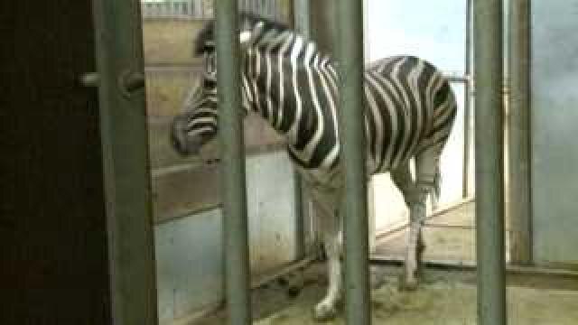 Get a behind-the-scenes look at the zoo