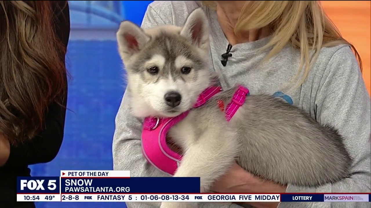 Pet of the day: Snow