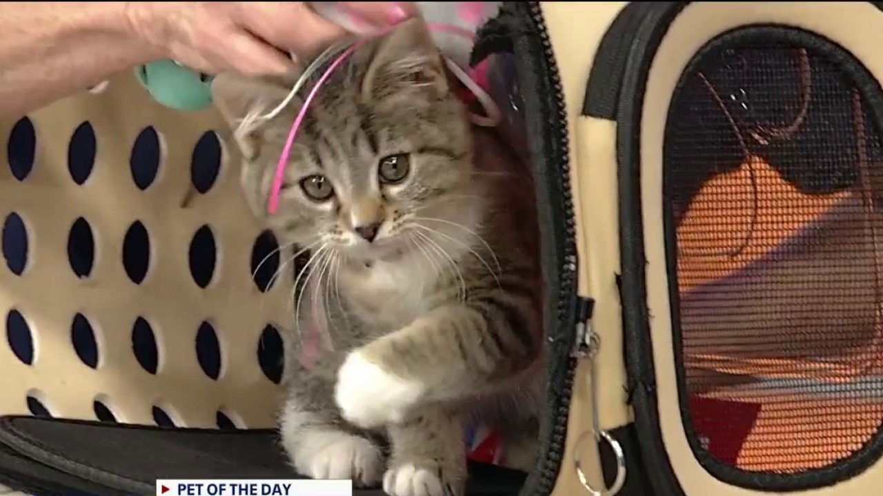 Pet of the day: Joni