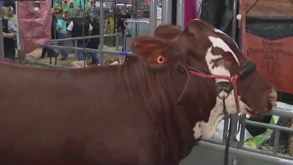 American Scrambler Heifer Show at the Houston Livestock Show and Rodeo