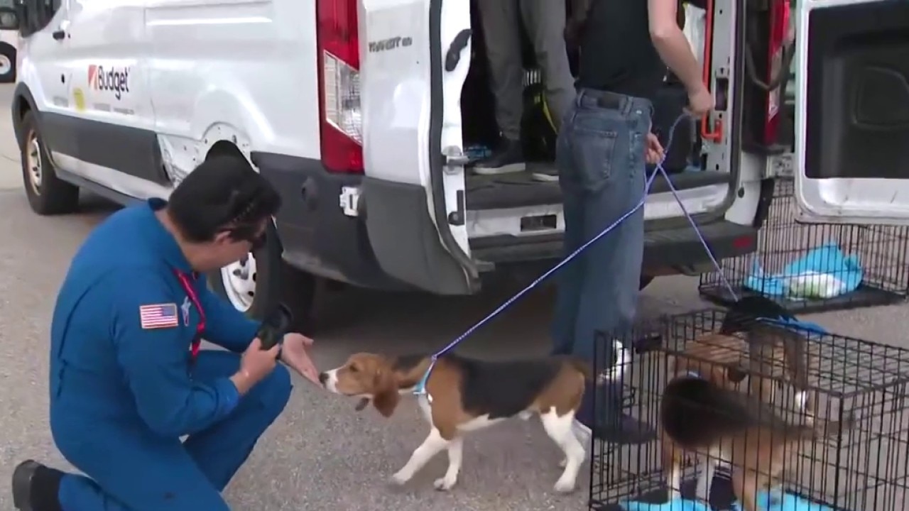 Newly-freed beagles flying to New York, Virginia