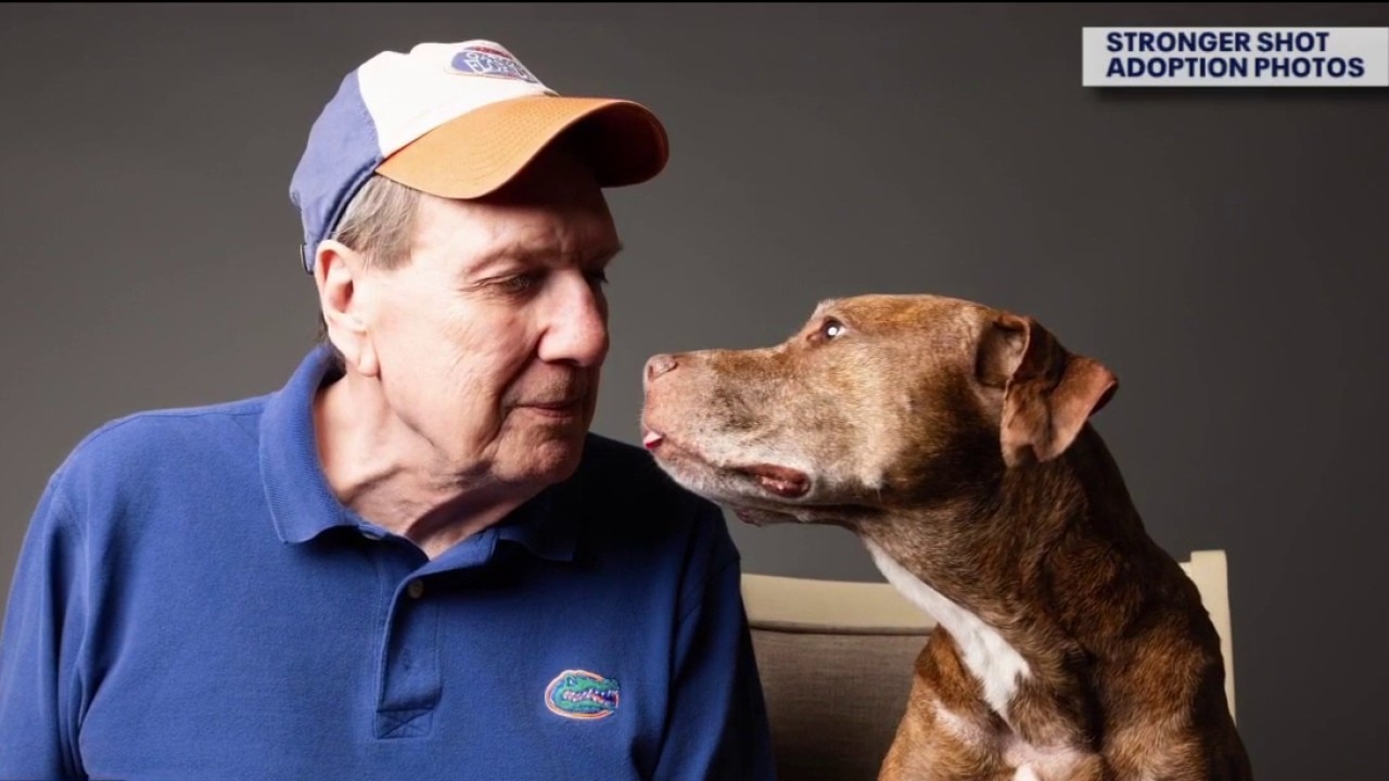 Senior Dog photos project