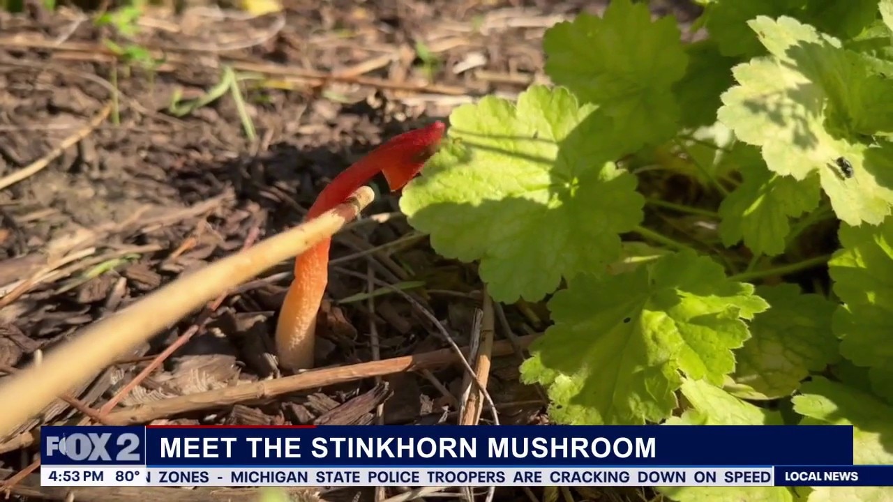 Brother Nature's News: What the heck is a stinkhorn mushroom?!?
