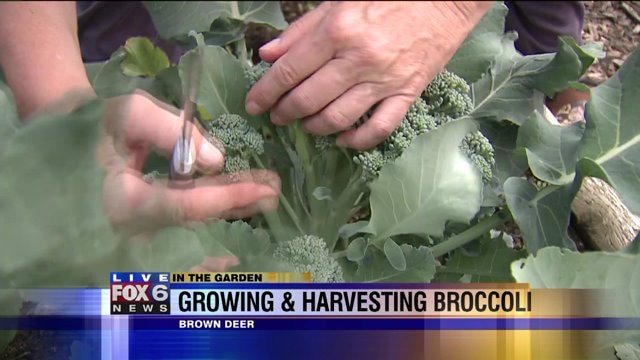 Growing and harvesting broccoli