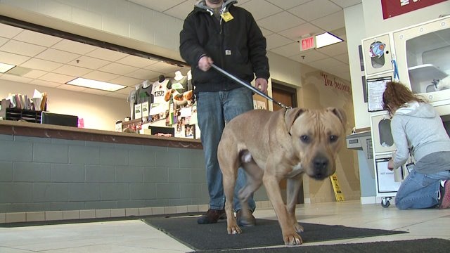 MADACC hosts adoption special to find homes for "Muffin`s Baker`s Dozen"