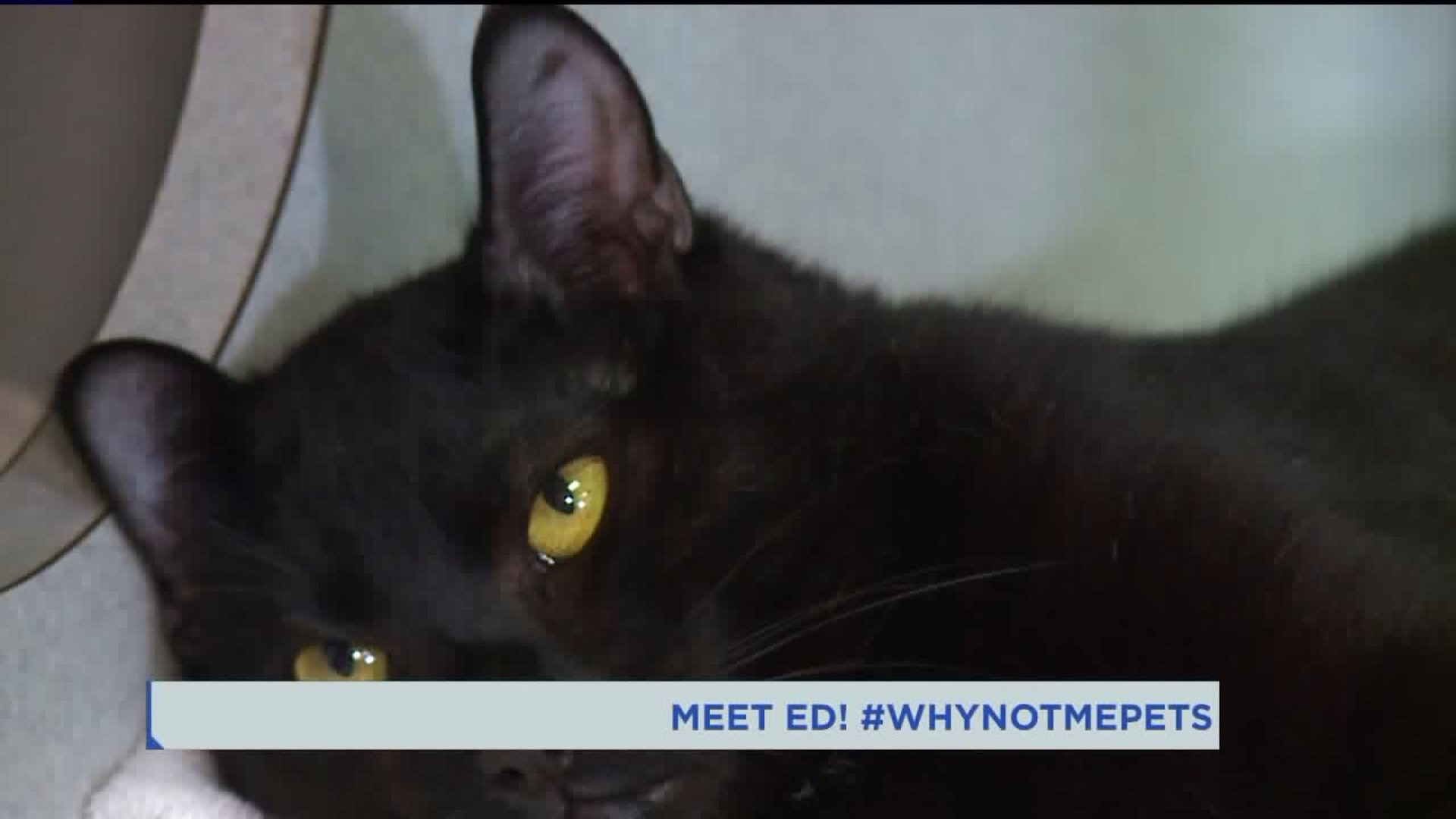 Meet Ed! #WhyNotMePets
