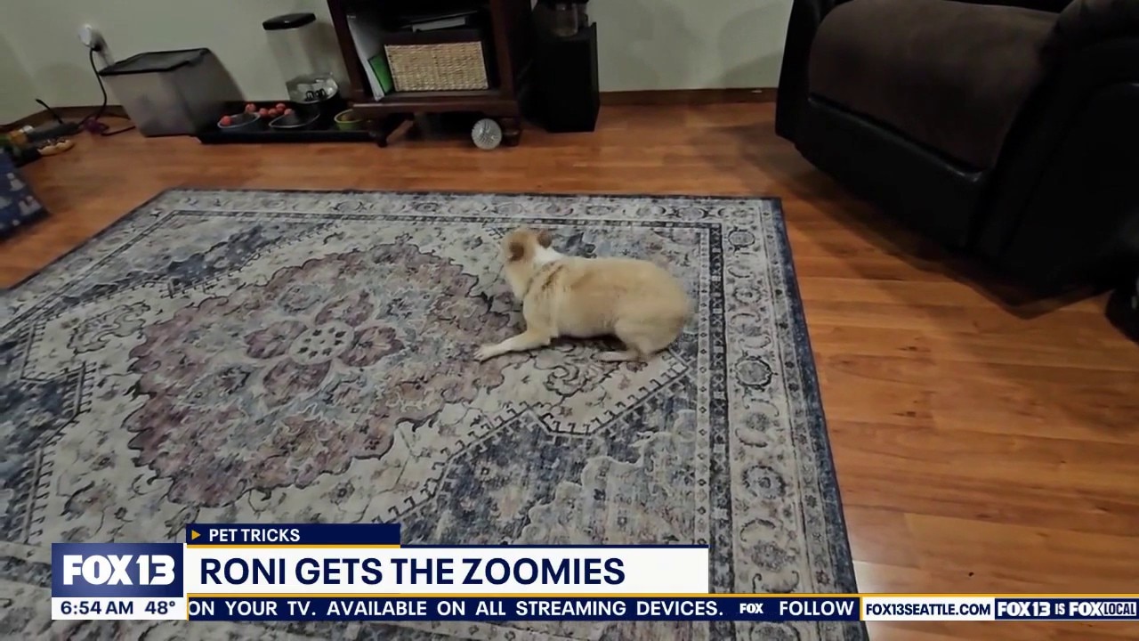 Pet Tricks for Wednesday, April 22