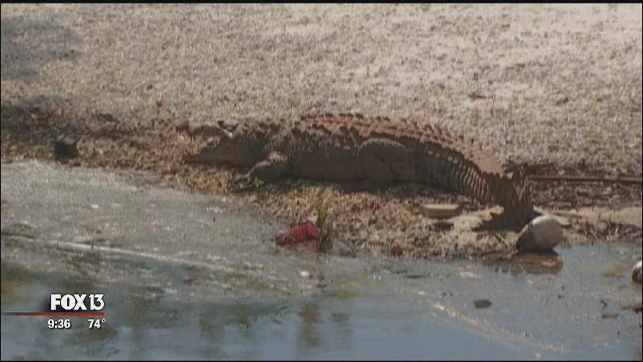 Croc spotted in South Florida