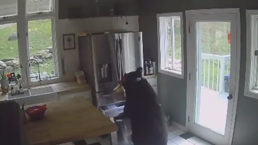Across America: Hungry bear breaks in for a bite