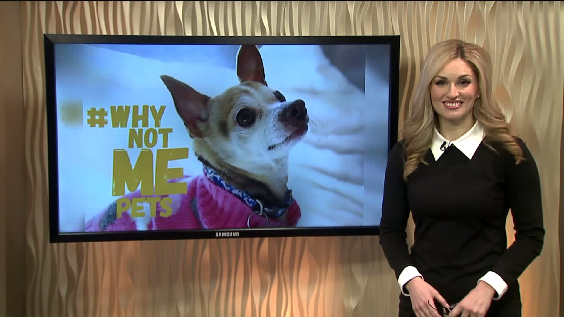 Meet Pinky! #WhyNotMePets