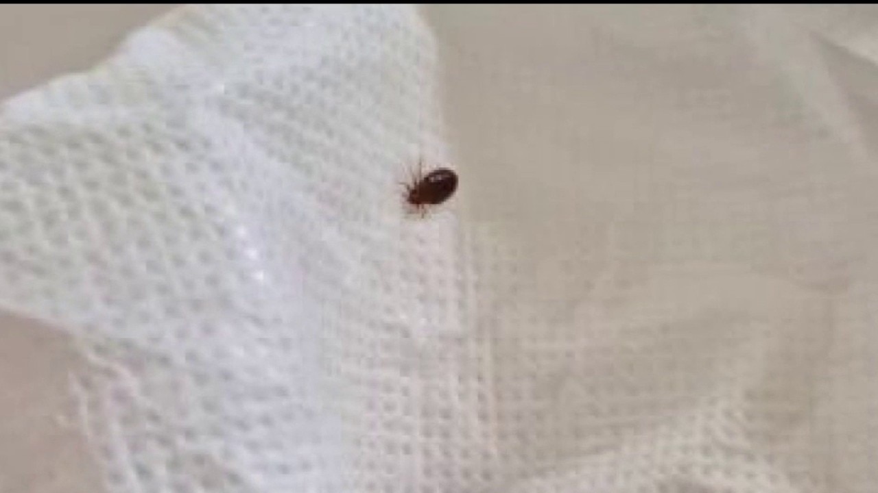 Senior living facility residents report bed bugs