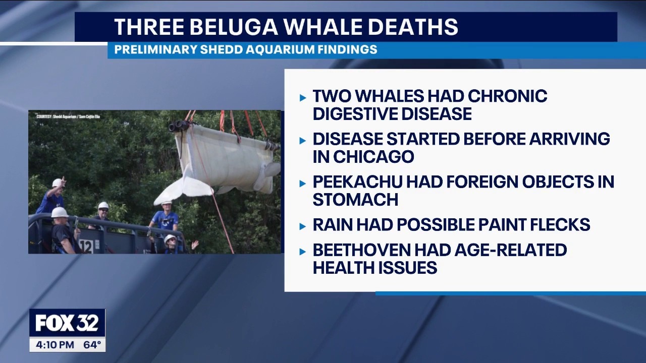 New details revealed about deaths of 3 beluga whales at Shedd Aquarium