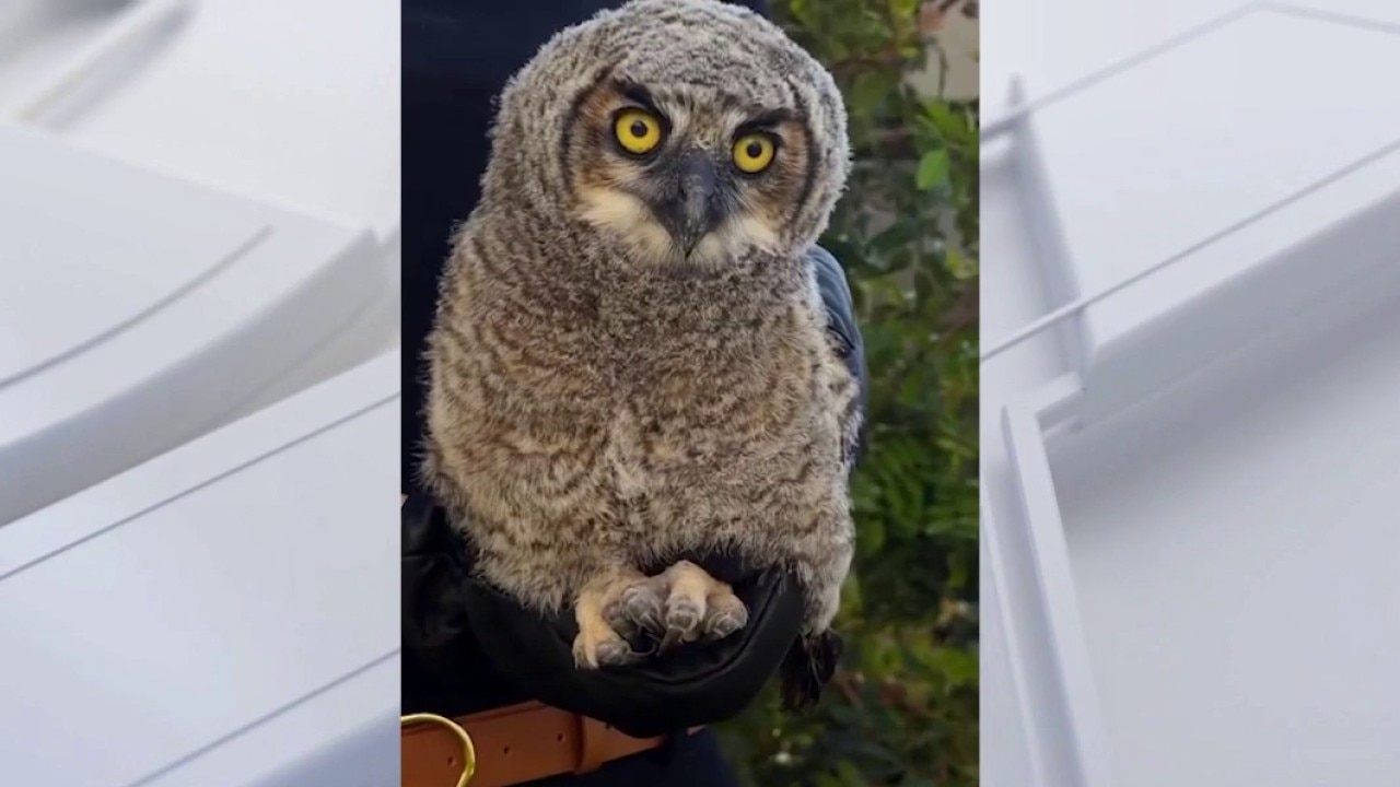 Redondo Beach baby owls need space, not rescue