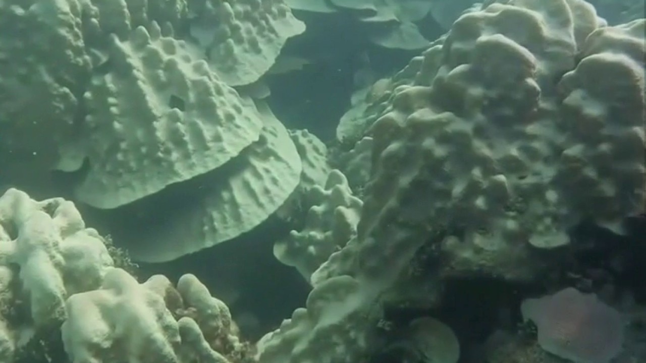 Stanford scientists discover method to help coral recover from bleaching