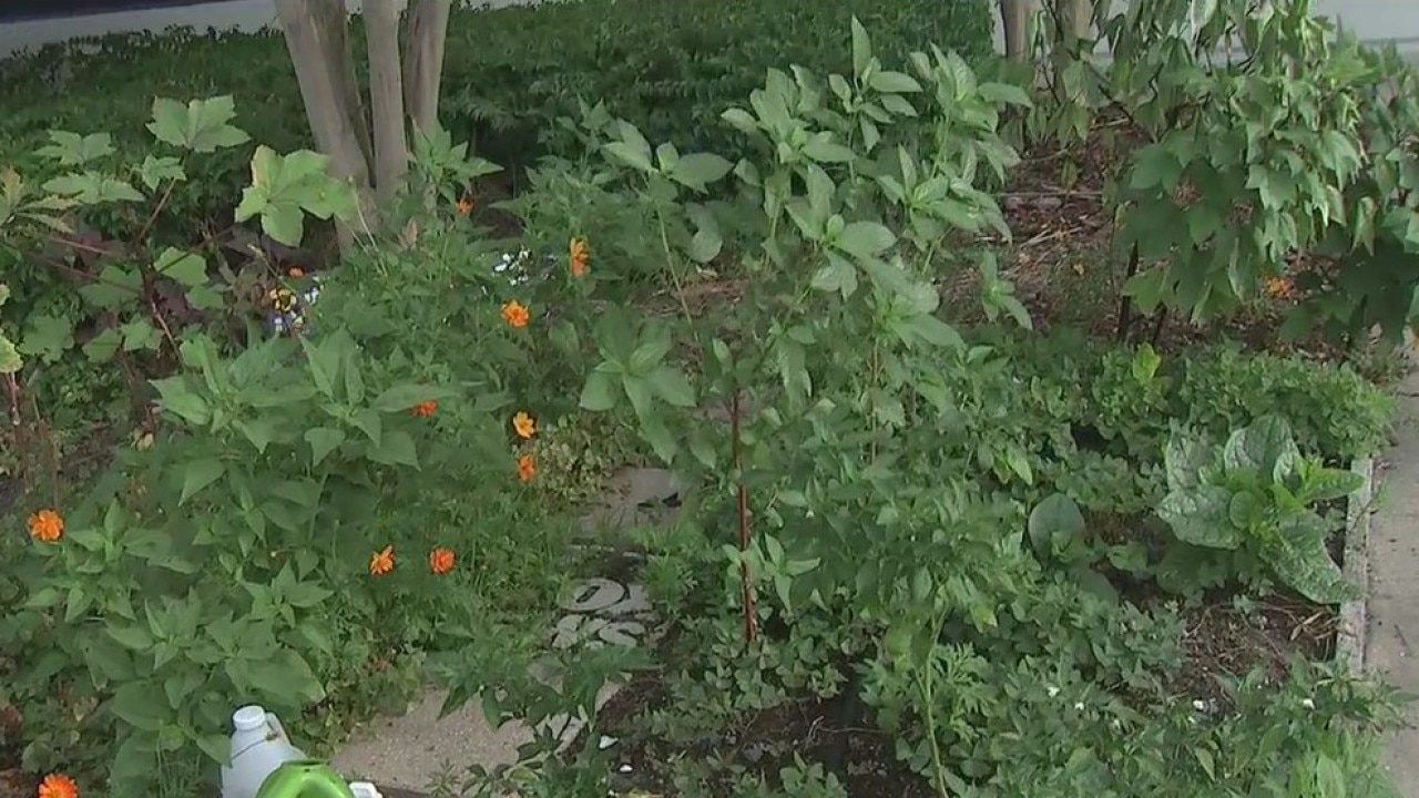 How to prep your garden in the face of a tropical system