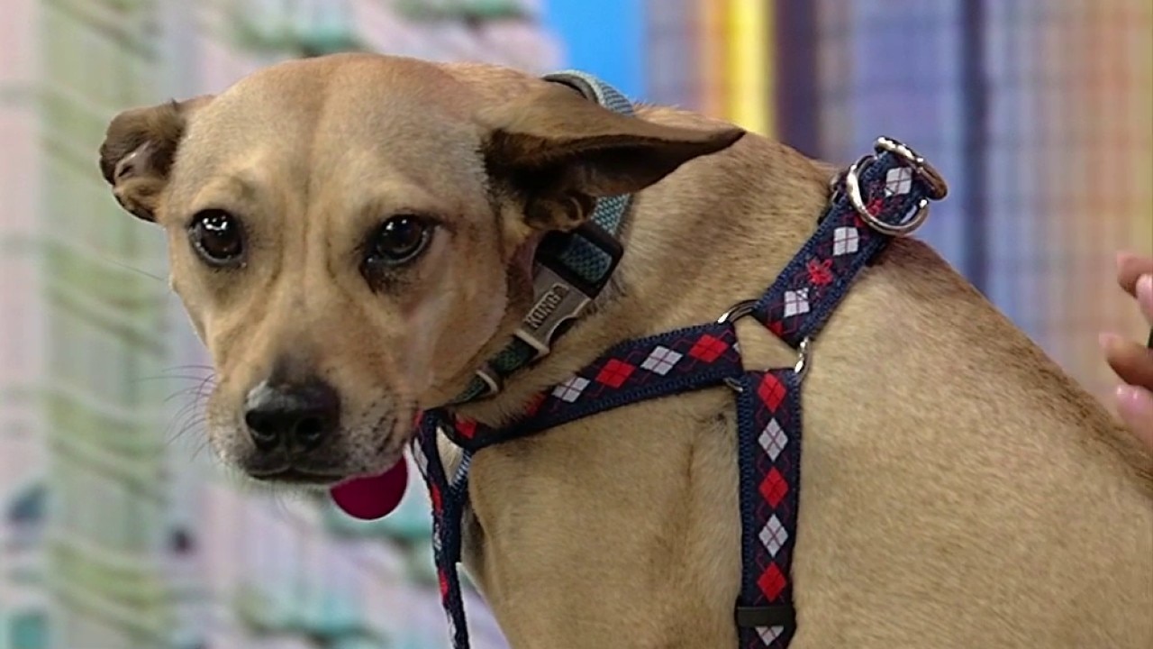 Pet of the day: Kanga Roo