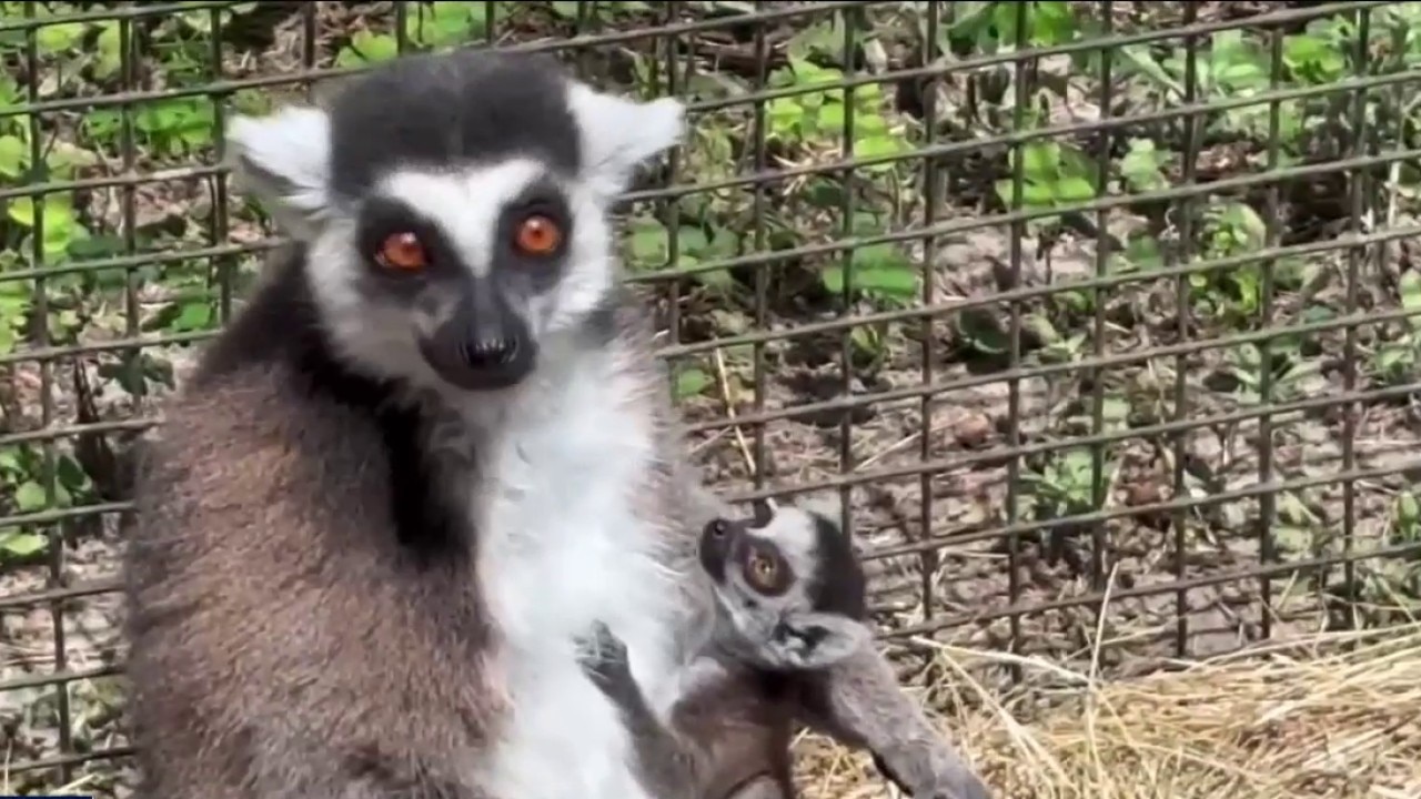Baby boom at Giraffe Ranch in Dade City
