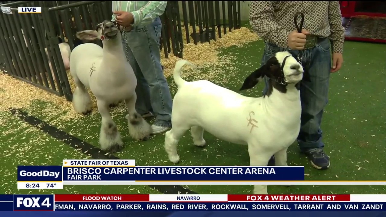 Students compete in Big Tex Youth Livestock Auction
