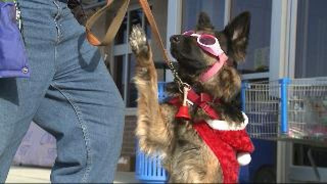 Dog rings bells for Salvation Army red kettle campaign