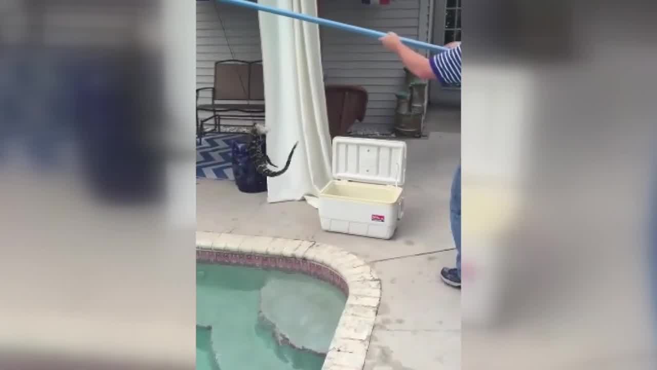 Tiny gator in Lakeland pool, captured and released
