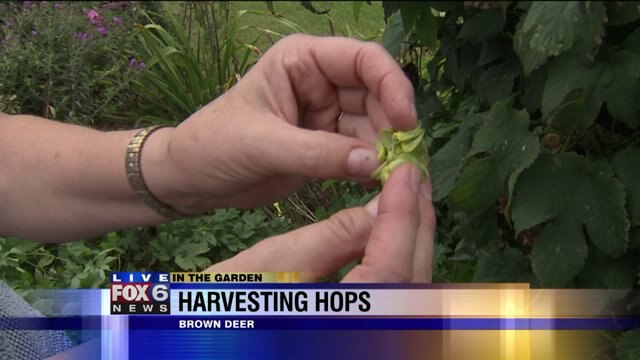 Hops can be harvested and used to flavor home-made beer or simply for decoration
