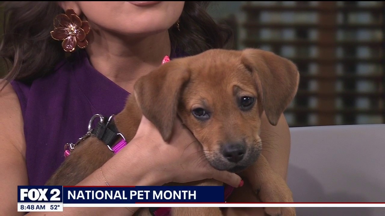 Premier Pet Supply and Detroit Dog Rescue raise awareness for pet adoption and fostering.