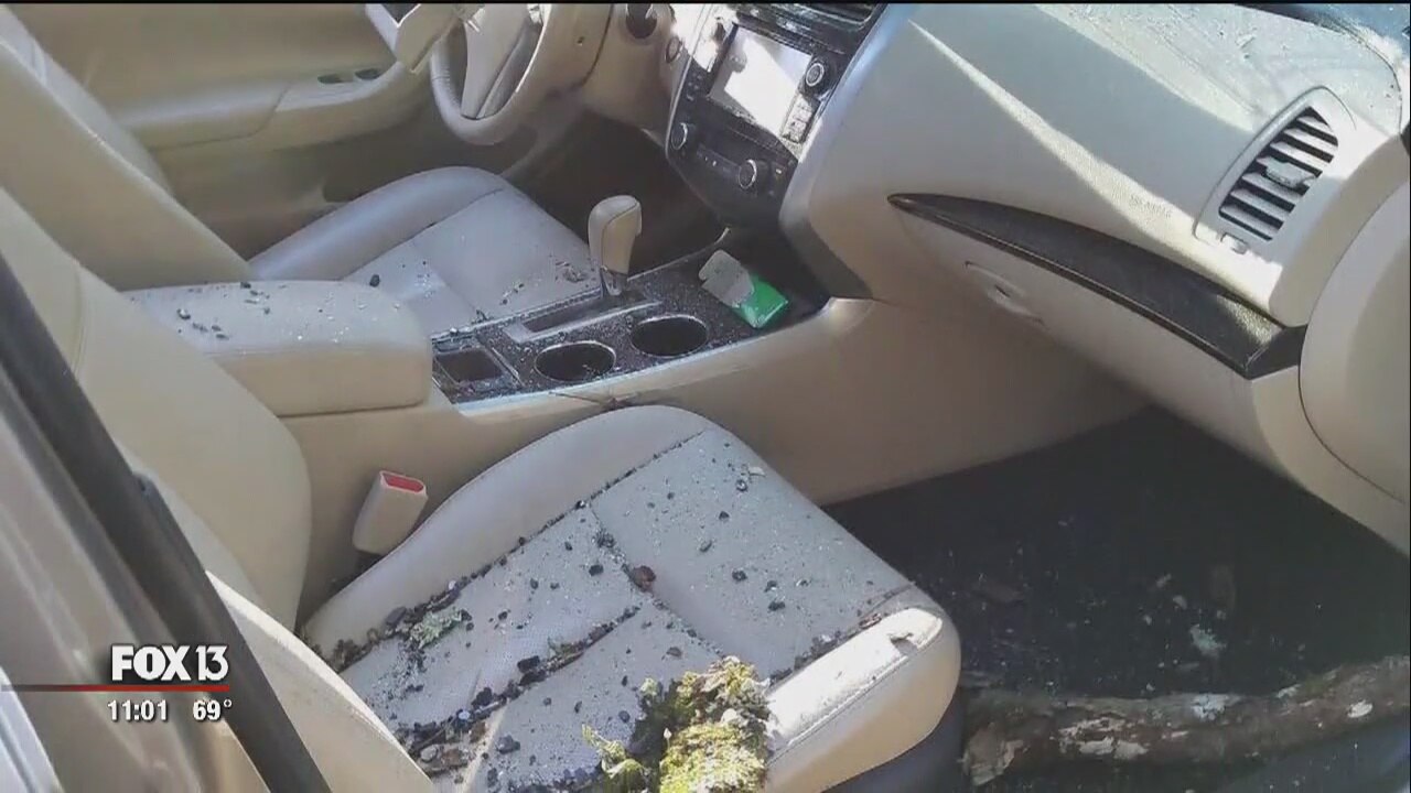Tree crashes through driver's windshield