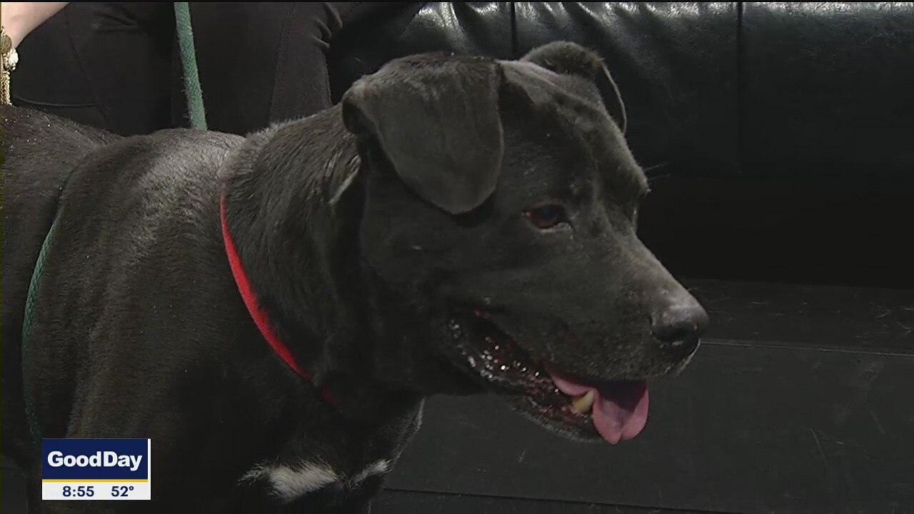 Dog of the Day: Blake