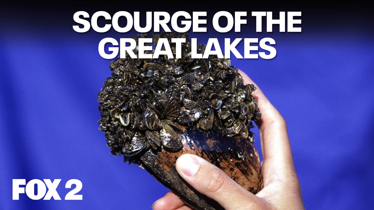 Quagga Mussels, Grosse Ile Conservancy, and the Up North blizzard | Brother Nature