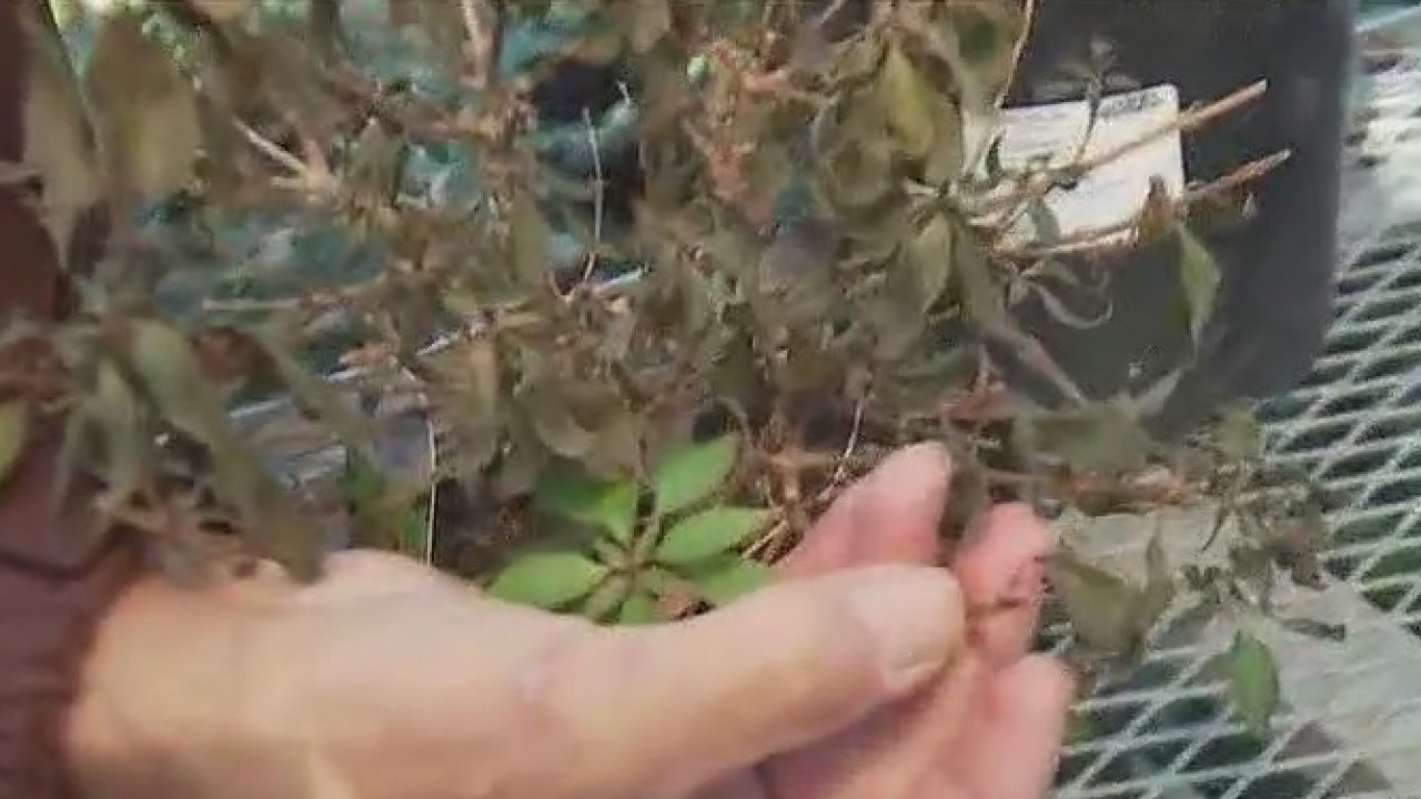 Your Garden: Pruning plants damaged by freeze