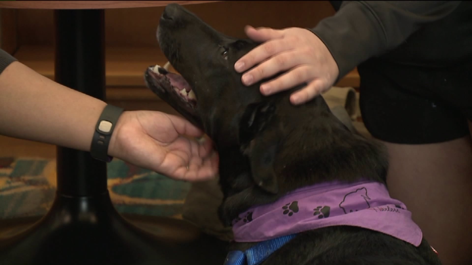 Therapy dogs help students at Alverno College relax during mid-terms