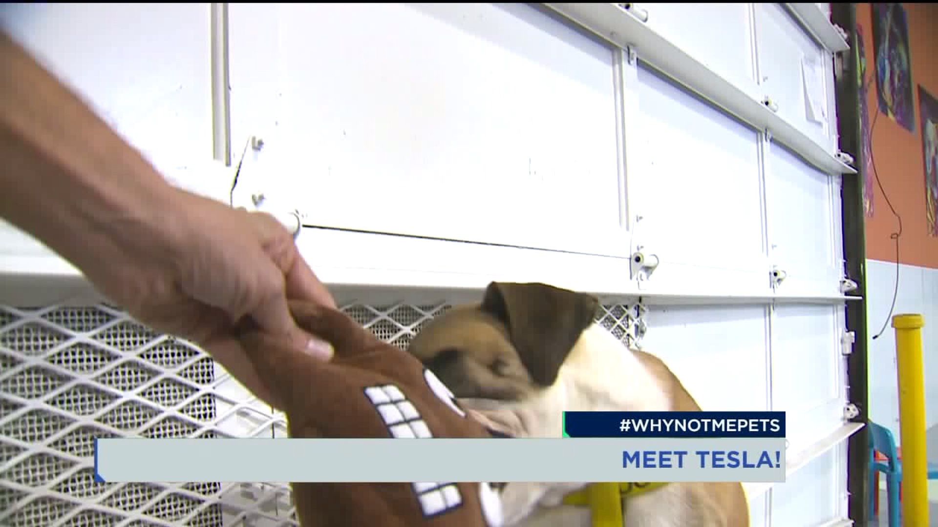 Meet Tesla! #whyNotMePEts