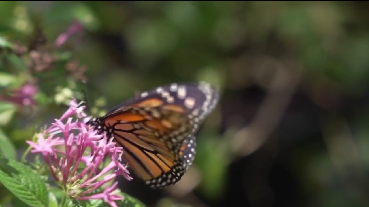 Metamorphosis Butterfly Farm