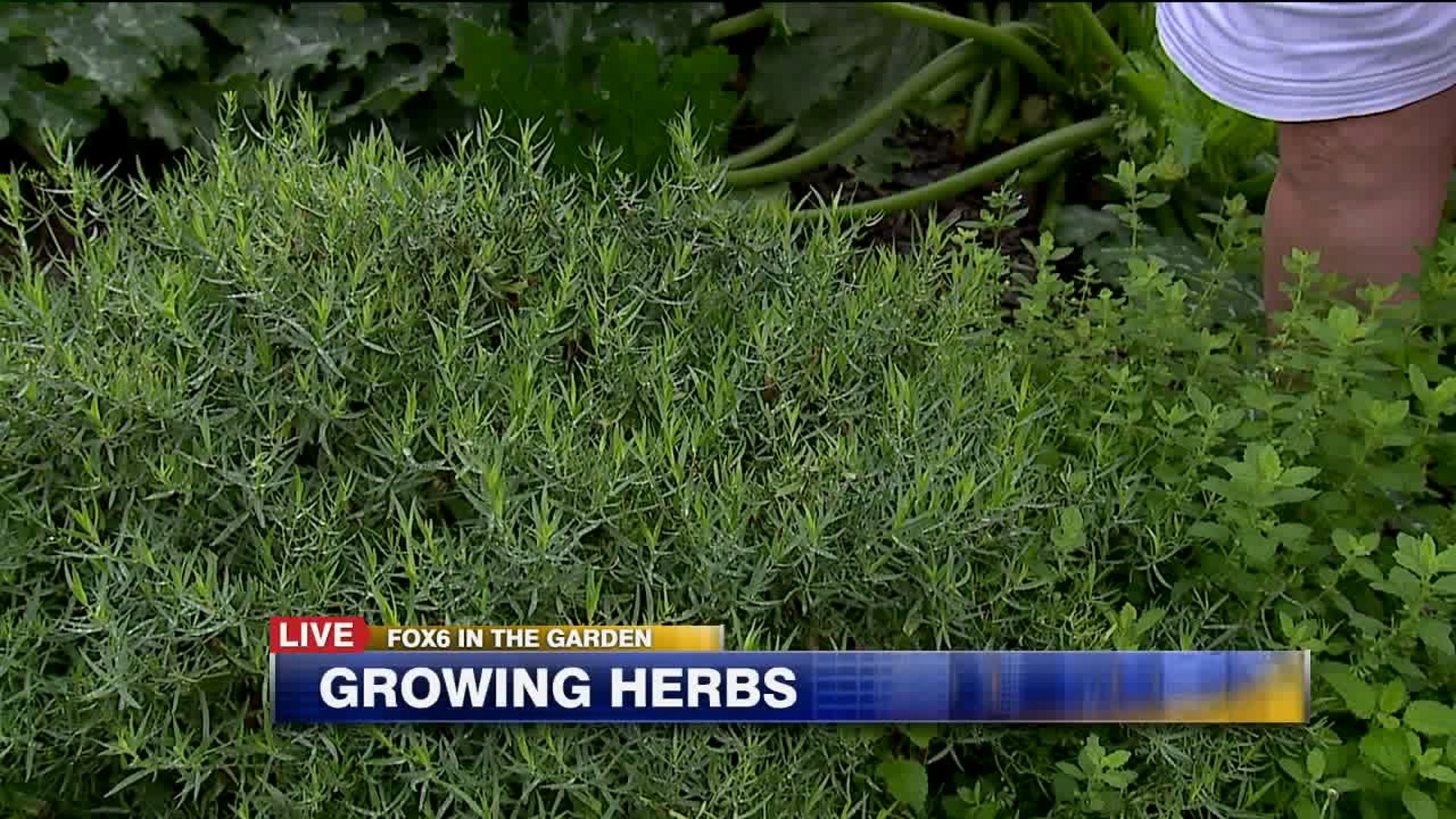 Growing herbs