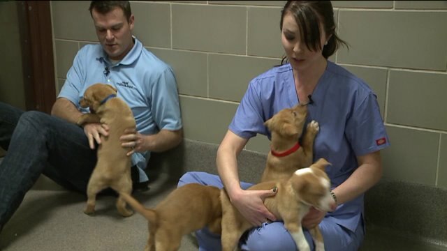 Lots of puppy love at the Wisconsin Humane Society