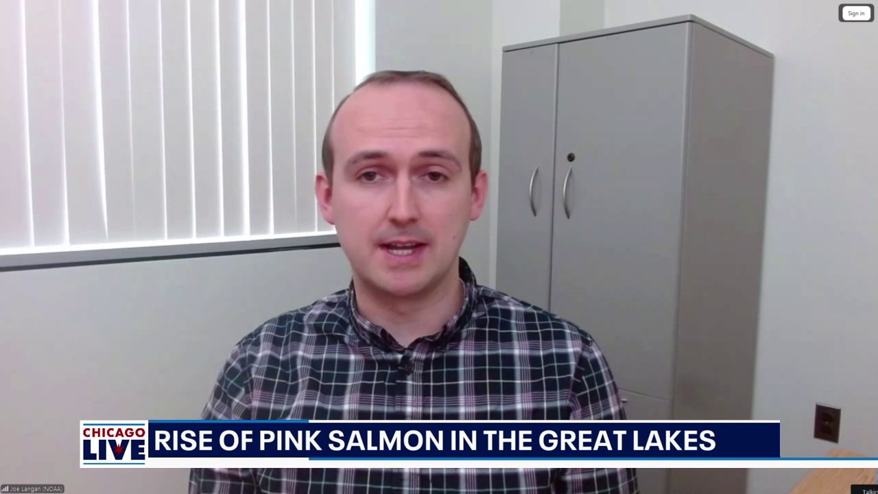What Great Lakes pink salmon can teach us about invasive species | ChicagoLIVE