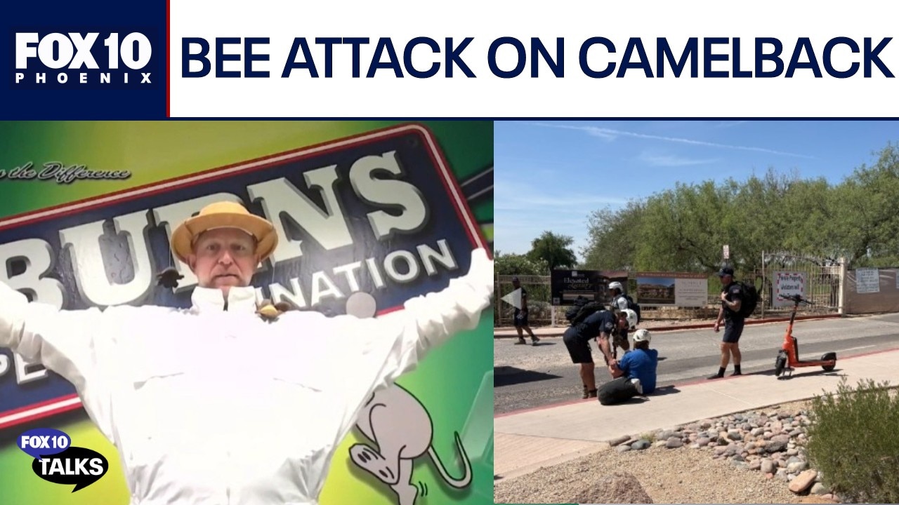 Hikers swarmed by bees on Camelback Mountain: Expert safety advice | FOX 10 Talks